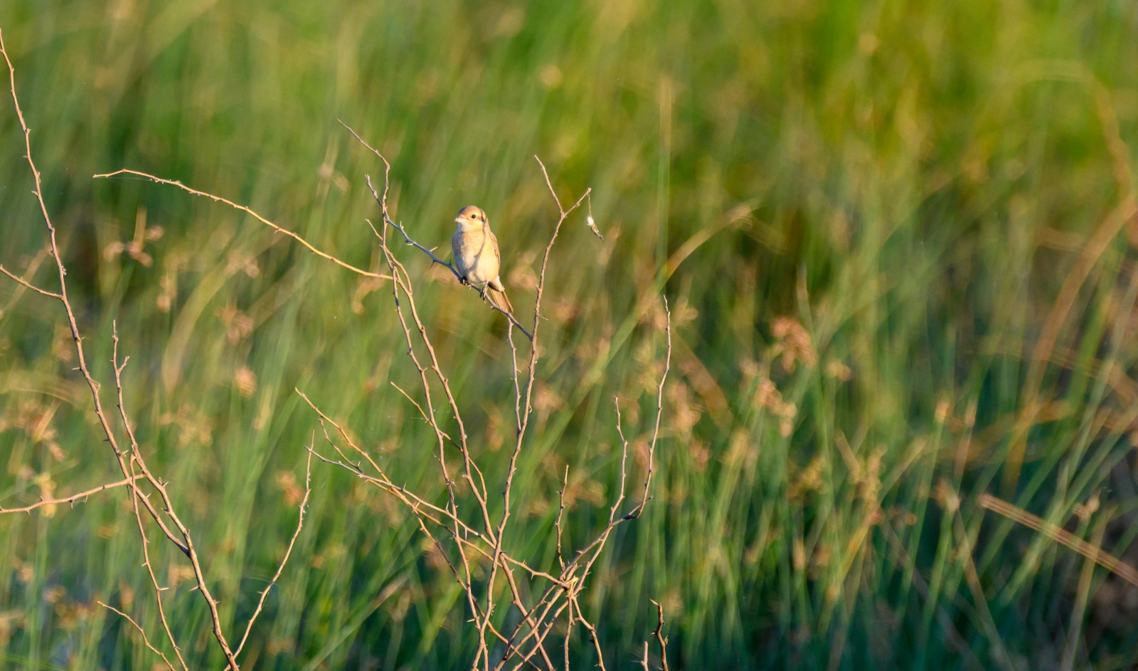 Isabelline Shrike